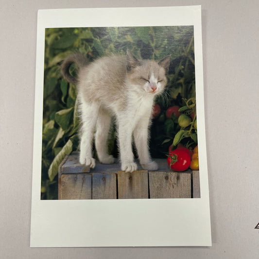 Designer Greeting Cards Birthday