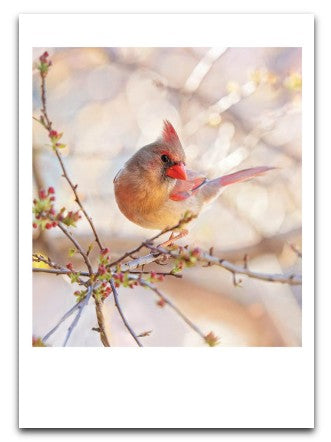 Designer Greeting Cards Birthday