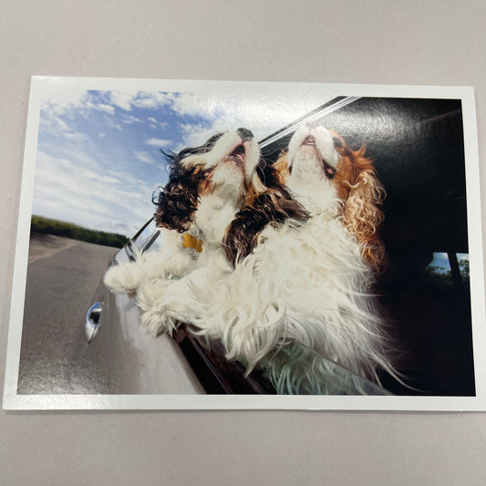 Designer Greeting Cards Birthday