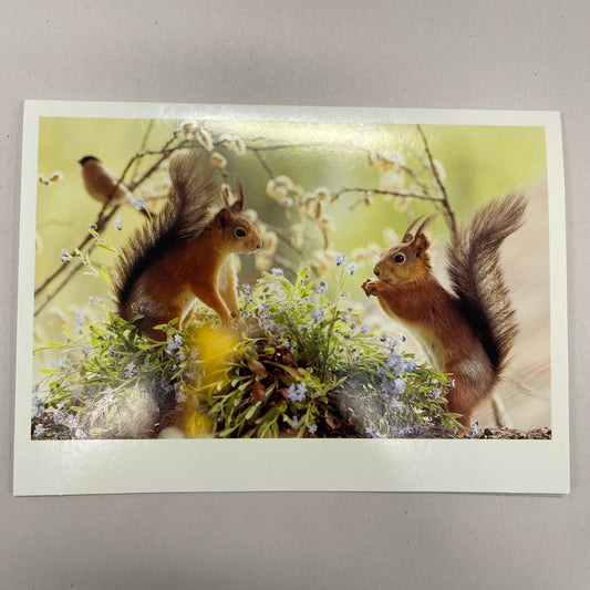 Designer Greeting Cards Birthday