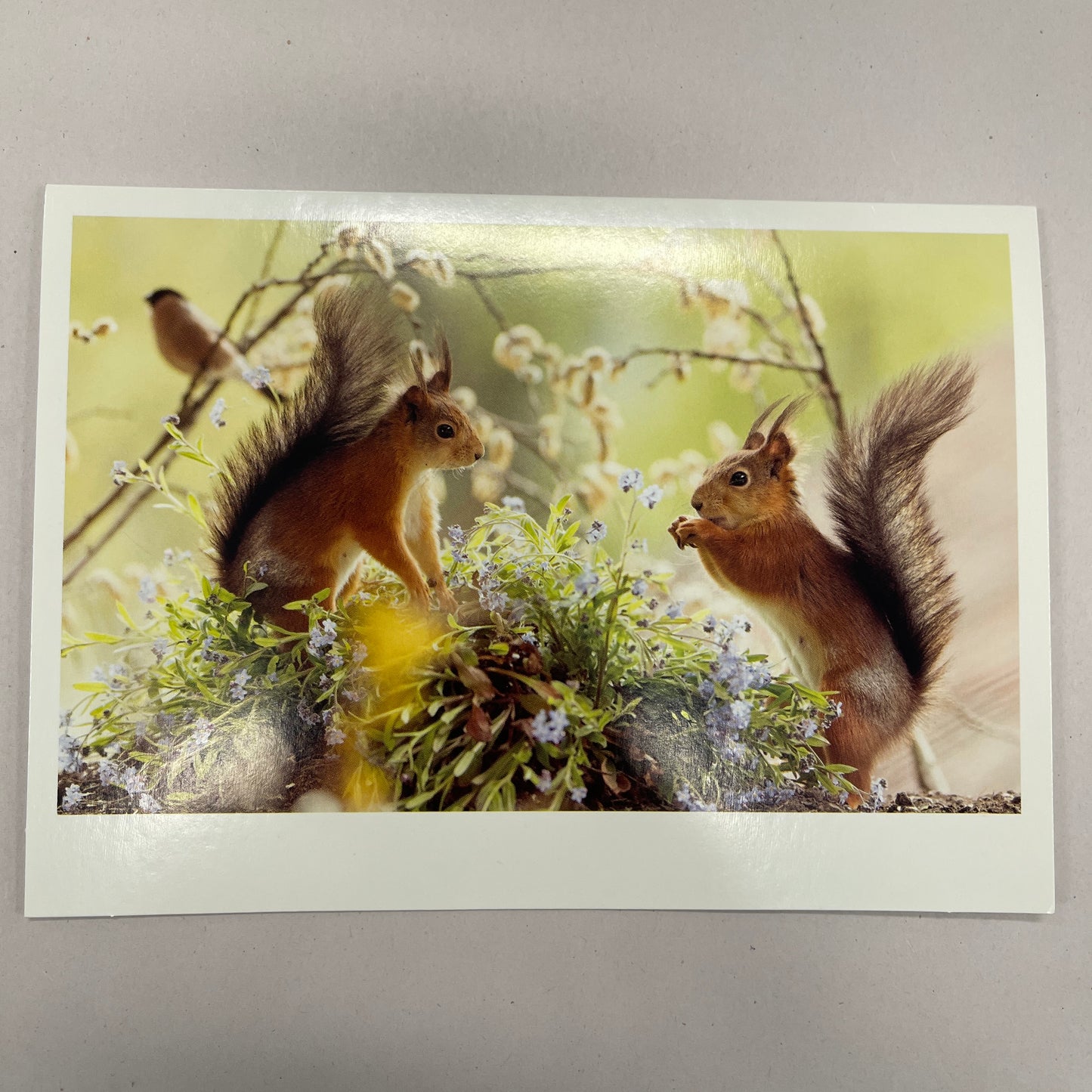 Designer Greeting Cards Birthday