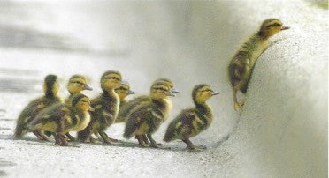 Designer Greeting Cards Duck- Support
